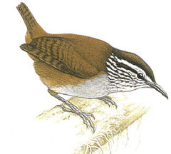 Henicorhina leucophrys imagen 01.jpg