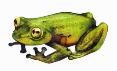 Hyalinobatrachium guairarepanensis imagen 01.jpg