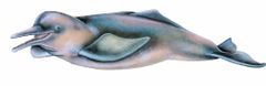 Inia geoffrensis imagen 01.jpg