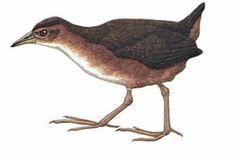 Laterallus levraudi imagen 01.jpg