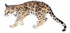 Leopardus wiedii imagen 01.jpg