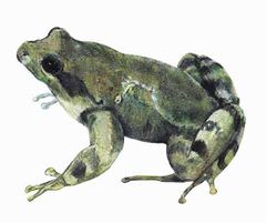 Leptodactylus magistris imagen 01.jpg