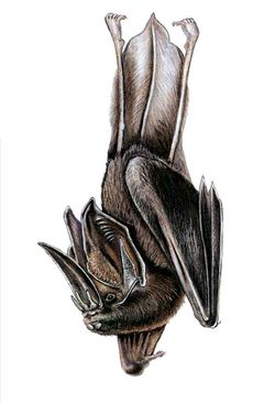 Lonchorhina fernandezi imagen 01.jpg