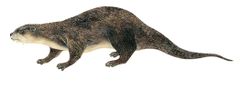 Lontra longicaudis imagen 01.jpg