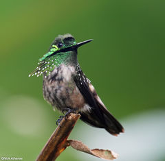 Lophornis chalybeus imagen 01.jpg