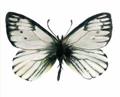 Lymanopoda paramera imagen 01.jpg