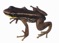 Mannophryne lamarcai imagen 01.jpg