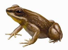 Mannophryne neblina imagen 01.jpg