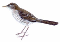 Margarops fuscatus imagen 01.jpg