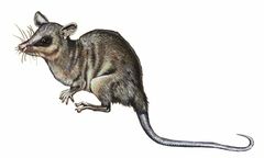 Marmosops cracens imagen 01.jpg