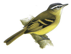 Mecocerculus minor imagen 01.jpg