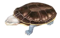 Messoclemmys zuliae imagen 01.jpg