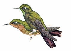 Metallura iracunda imagen 01.jpg