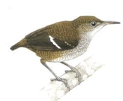 Microcerculus bambla imagen 01.jpg