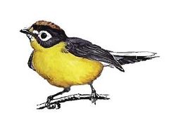 Myioborus albifrons imagen 01.jpg