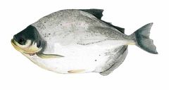 Mylossoma acanthogaster imagen 01.jpg