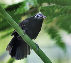 Myrmeciza immaculata imagen 01.jpg