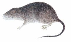 Neusticomys mussoi imagen 01.jpg