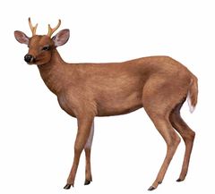 Odocoileus margaritae imagen 01.jpg