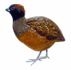 Odontophorus atrifrons imagen 01.jpg