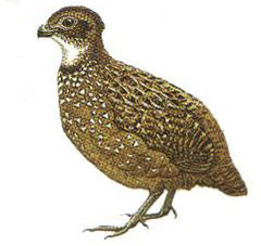 Odontophorus columbianus imagen 01.jpg