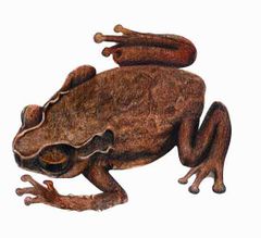 Oreophrynella huberi imagen 01.jpg