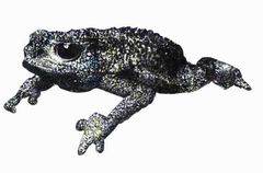 Oreophrynella nigra imagen 01.jpg