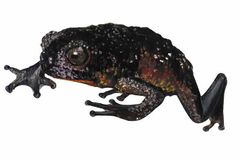 Oreophrynella vasquezi imagen 01.jpg