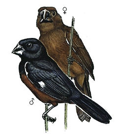 Oryzoborus angolensis imagen 01.jpg