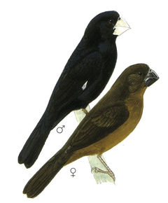 Oryzoborus maximiliani imagen 01.jpg