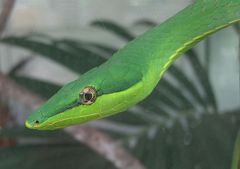 Oxybelis fulgidus imagen 01.jpg