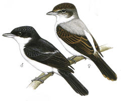 Pachyramphus surinamus imagen 01.jpg