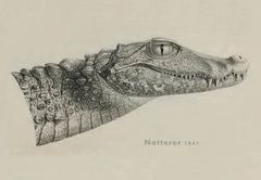 Paleosuchus palpebrosus Natterer 01.jpg