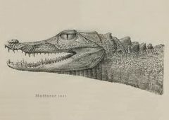 Paleosuchus trigonatus Natterer 01.jpg