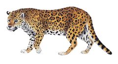 Panthera onca imagen 01.jpg