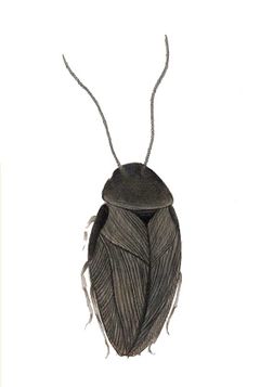 Paranocticola venezuelana imagen 01.jpg