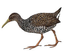 Pardirallus maculatus imagen 01.jpg