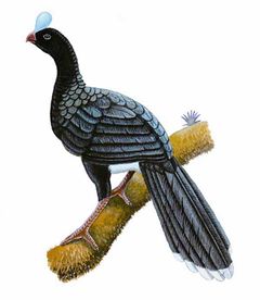 Pauxi pauxi imagen 01.jpg