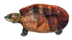 Peltocephalus dumerilianus imagen 01.jpg