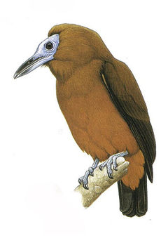 Perissocephalus tricolor imagen 02.jpg