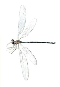 Philogenia polyxena imagen 01.jpg