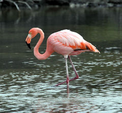 Phoenicopterus ruber imagen 01.jpg