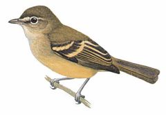 Phyllomyias urichi imagen 01.jpg