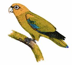 Pionopsitta pyrilia imagen 01.jpg