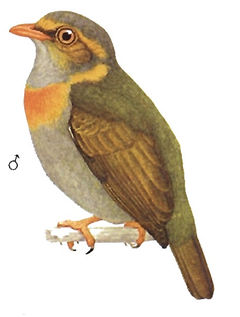 Pipreola whitelyi imagen 01.jpg