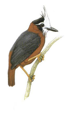 Pithys albifrons imagen 01.jpg