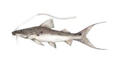 Platysilurus malarmo imagen 01.jpg