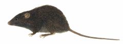 Podoxymys roraimae imagen 01.jpg