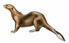 Pteronura brasiliensis imagen 01.jpg