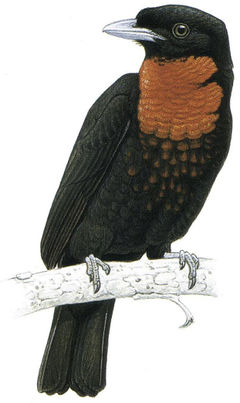 Pyroderus scutatus imagen 01.jpg